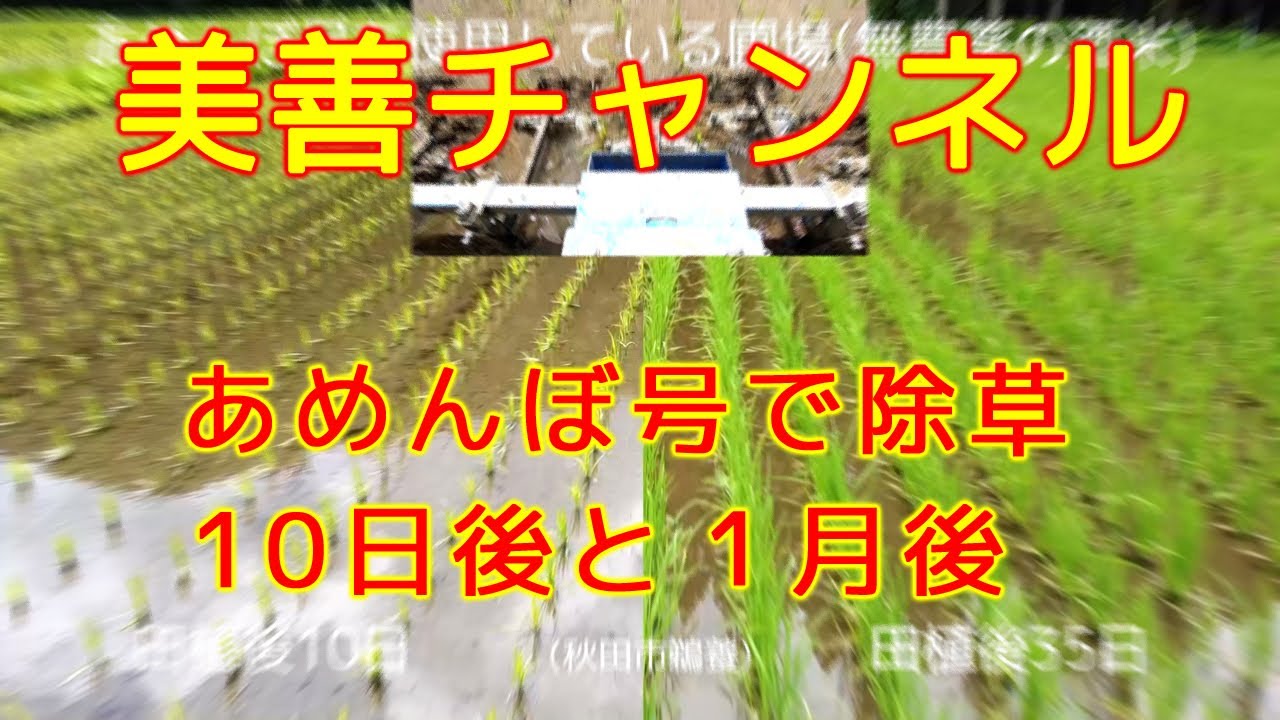 美善/BIZEN】水田除草あめんぼ号、除草10日後と1ヶ月後の様子 - YouTube
