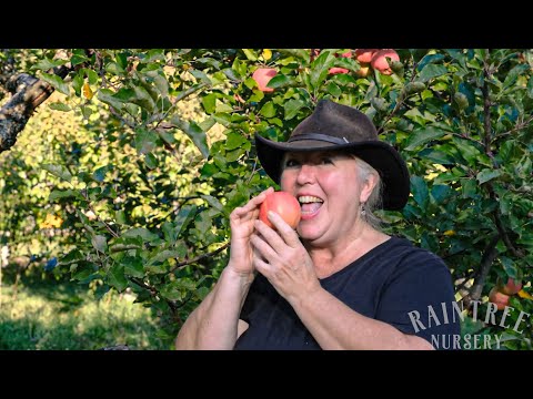 Video: Melrose Apple Տեղեկություն. Melrose Apples աճում է լանդշաֆտում