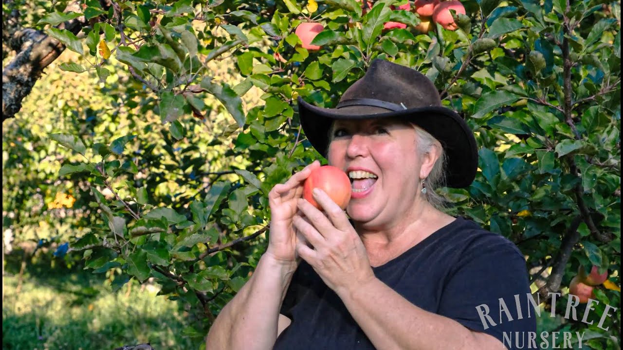 Ricks Garden Center  Honeycrisp Apple #7