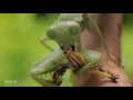 Praying Mantis Feeding - Timelapse