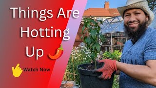 The Best Way To Plant Chilli Peppers At Home by My Family Garden 2,919 views 11 months ago 17 minutes