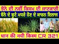 ਝੋਨੇ ਦੀ ਨਵੀਂ ਕਿਸਮ paddy new seed varieties ਝੋਨੇ ਦੇ ਬੂਟੇ ਮਧਰੇ ਹੋਣ ਦੇ ਕਾਰਨ ਇਲਾਜ-spmediapunjab