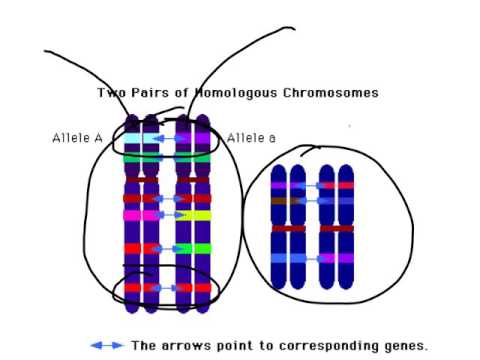 Video: Mají homologní chromozomy identické geny?