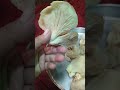 Golden Oyster Mushroom Timelapse #shorts #timelapse #love #funny #trending #viral #letsstream