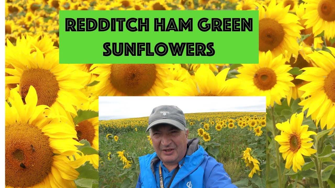 Redditch Ham Green Sunflowers YouTube