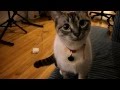 Download Котэ общается Котэ общается