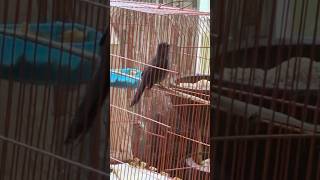 Ave Canto Clarin Myadest Unicolor Ín