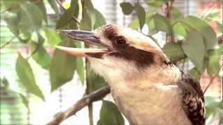 Koalafornia - Kookaburra