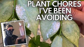How To Get Rid Of Houseplant Mealy Bugs: Repotting & How To Grow With Good Lighting
