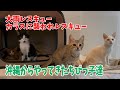 様々な現場からやってきたチビチビ達