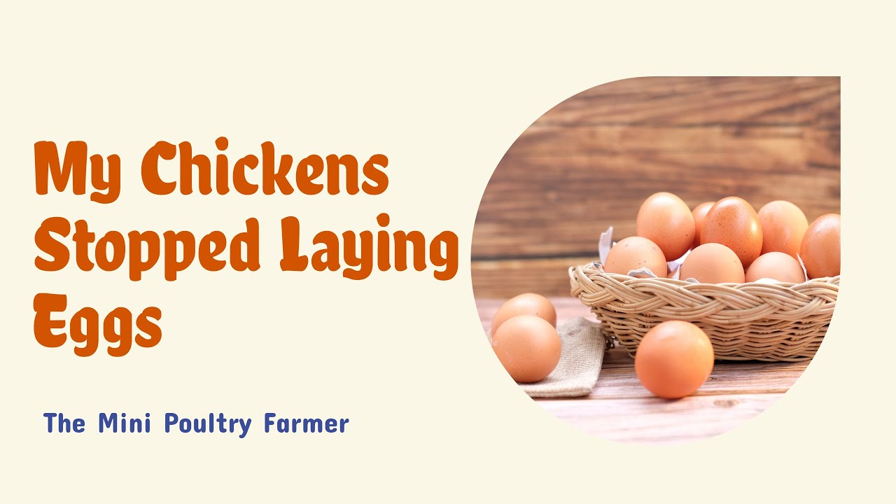 Reasons Why Chickens Stop Laying Eggs YouTube
