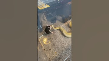 Oh he was hungry 😳 #snake #snakevideo #python #ballpython #feeding #reptiles #reptile #pet #pets