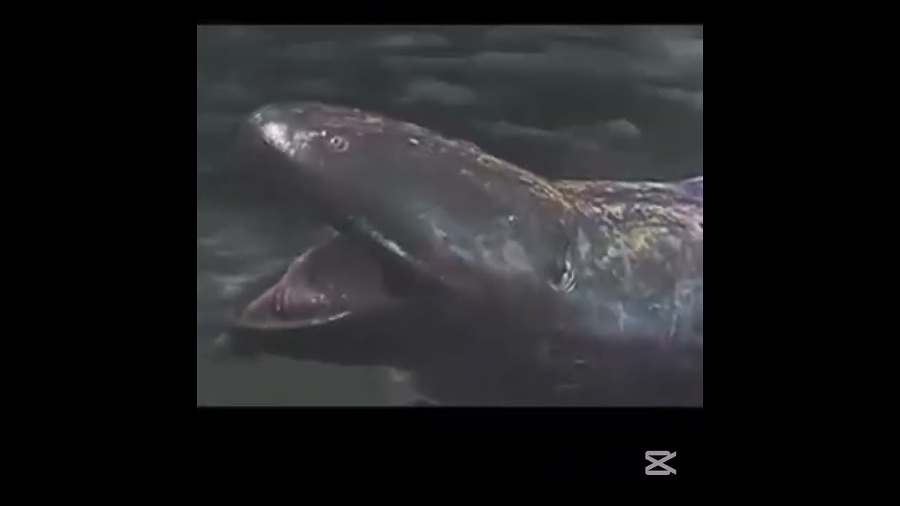 Call On Me (MH Wilds meme Loop)  Credit to   