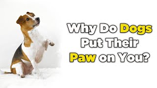 Why Do Dogs Put Their Paw on You? #dog #paw