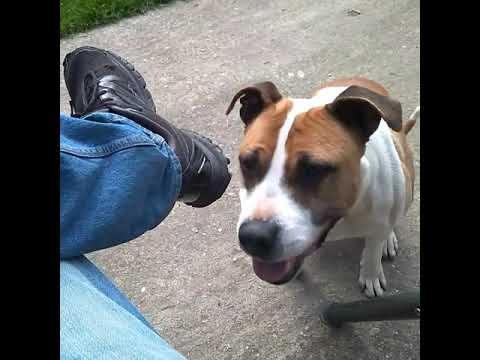 Video: Pes Je Priateľ človeka
