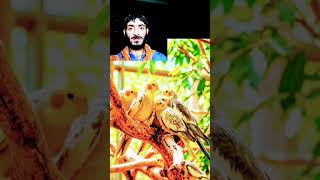 Mitthu video Tota bol bol🦜🌲#mitthu #mitthushorts #2026short #animals #wildanimals #wildog