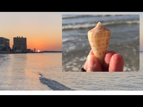 The Shell Nuts Episode 10 Amazing Day Of Florida West Coast Shelling On Marco Island South Beach 