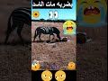 بضربة مات الاسد 