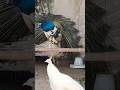 White Peafowl Bird Sounds/Call #peacock #birds #amazing #birds