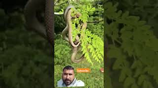 #snake #cobra #king cobra #wildlife #sarp #kingcobras #funnyanimal #nature #snake #cobra #king cobra #wildlife #sarp #kingcobras #funnyanimal #nature