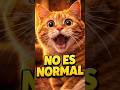 5 razones para tener un gato naranja… no son normales 😳 #secretosdelgato #cat #catbehavior