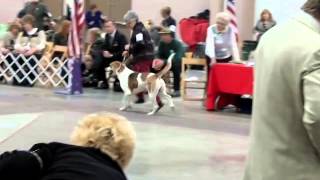 December 15, 2013 - Sunups Hellofapuzzle (English Foxhound) Thank y...