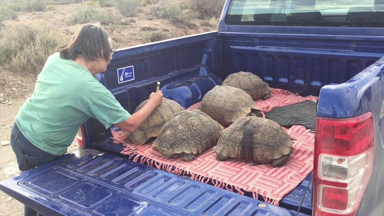 Impressions of work & wildlife from the 2016 expedition - YouTube