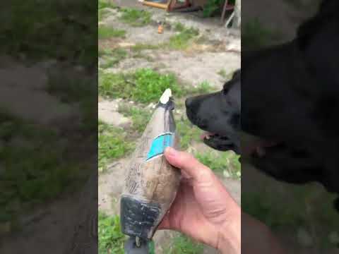Вечерняя прогулка) #кабан #животные #лесной #hunting #animals #собака #pig #рыбалка