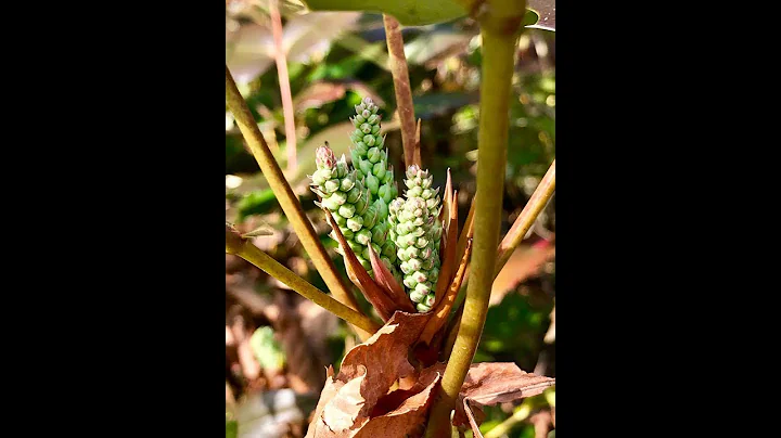 Walk in the Woods Olympia: Early Spring
