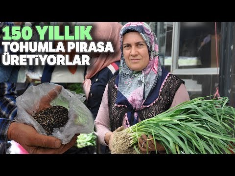 “Örenli Pırasası” Hala Atalardan Kalma Asırlık Tohumlarla Üretiliyor