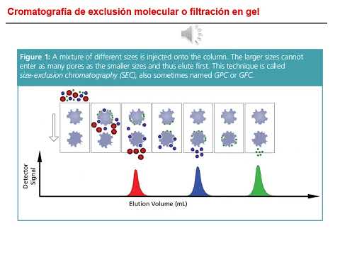 Video: ¿Se puede eluir la proteína?