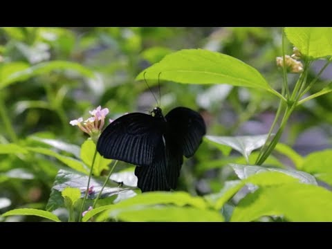 Vídeo: Informació de la flor de Guinea: com fer créixer una planta de Guinea Hibbertia