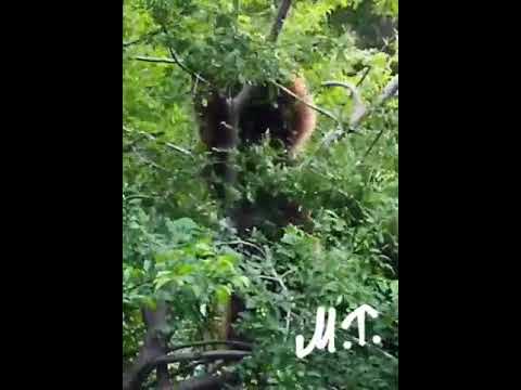 Νυμφαίο-Αρκούδα επάνω σε δέντρο για φαγητό