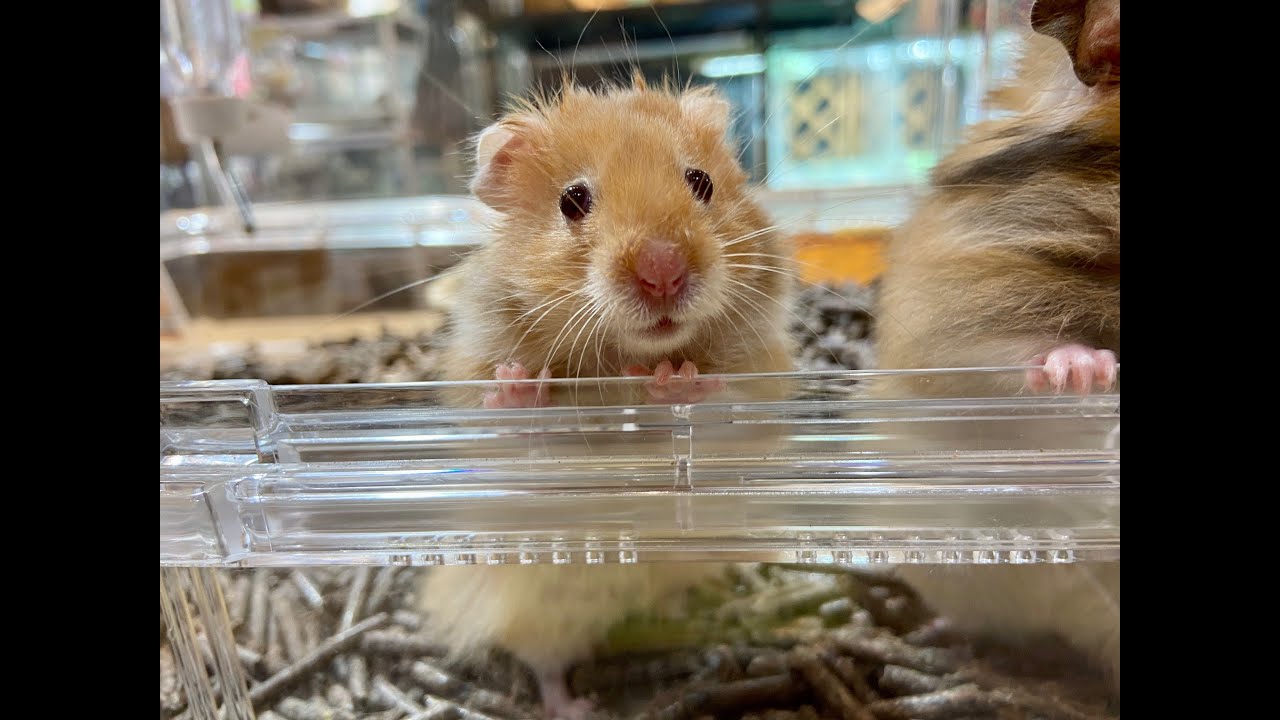 ハムスターロングヘアーの飼い方と特徴 - MaxresDefault