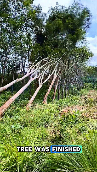 these trees all fell down #feedshorts #shortvideo #wood