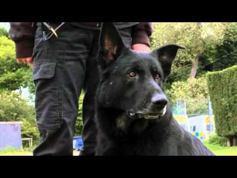 Biff - Northumbria Police Dog gateshead fc