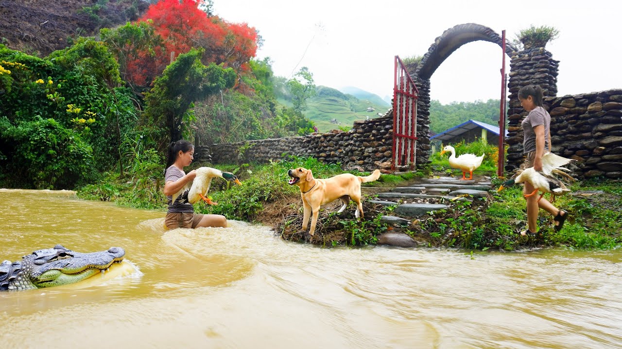 Heavy Rain And Floods Washed Away The Bamboo Bridge - Transport Stone Prepare Build Solid Bridge