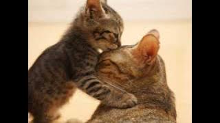 Tokyo Ska Paradise Orchestra - Kimi To Boku