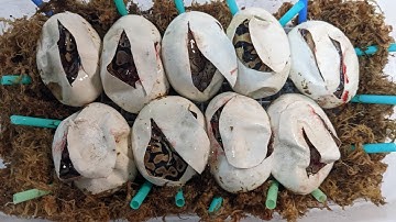Cutting Ball Python Eggs: Double Hets for the Future!