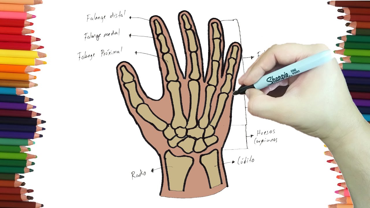 como dibujar los huesos de la mano | Dibujos faciles - thptnganamst.edu.vn