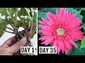 Simplest Way to Grow/Propagate Gebera from Cuttings