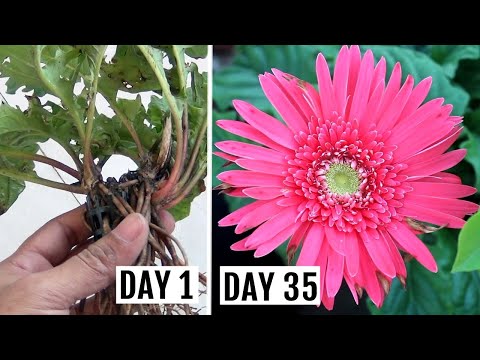 Video: Paano Maglipat Ng Isang Gerbera