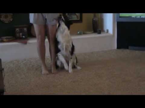 training-an-agility-dog-inside-the-house!