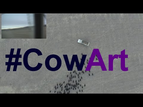 Cow Art med en drone