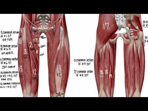 ANP I Practical Review: LE Muscle IDs, Common Actions & Nerves