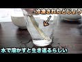 【都市伝説】凍らせたどじょうを水で溶かすと生き返るらしい