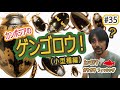 カンボジアのゲンゴロウ（小型種特集） これまでにガサガサで出会ったカンボジアの小型ゲンゴロウを紹介します！【ガサガサ】【水生昆虫】【ゲンゴロウ】【カンボジア】