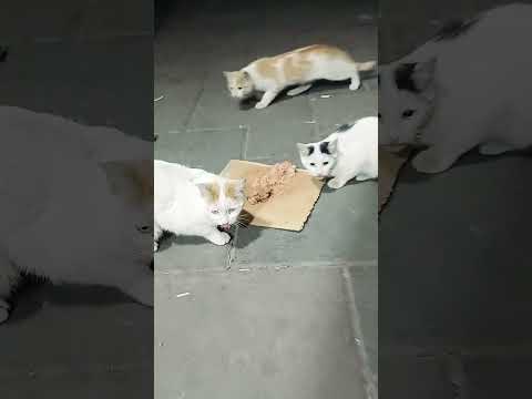 خداپسندانه ترین کار اینه که این گرسنه هاروغذابدیم گربه عشق حق زندگی حامی حیوانات رحمان غذارسانی