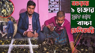 ব্লাকহোল হাঁসের বাচ্চা ডেলিভারি || খান হ্যাচারি 01761520924 || Khamar Bangla .