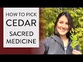 How to Pick CEDAR MEDICINE 🌲(Gathering CEDAR Medicine from Cedar Tree)